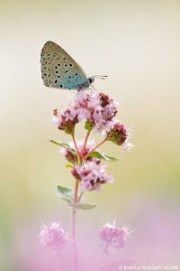 Phengaris arion / Thymian-Ameisenbläuling / Large blue