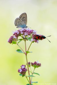 Phengaris arion / Thymian-Ameisenbläuling / Large blue