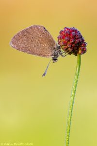 Phengaris nausithous / Dunkler Wiesenknopf-Ameisenbläuling / Dusky large blue