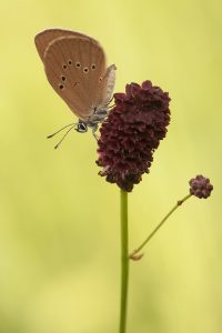 Phengaris nausithous / Dunkler Wiesenknopf-Ameisenbläuling / Dusky large blue