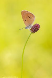 Phengaris nausithous / Dunkler Wiesenknopf-Ameisenbläuling / Dusky large blue