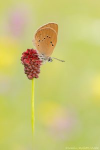 Phengaris nausithous / Dunkler Wiesenknopf-Ameisenbläuling / Dusky large blue