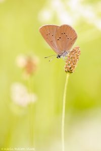 Phengaris nausithous / Dunkler Wiesenknopf-Ameisenbläuling / Dusky large blue