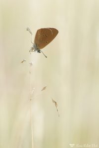 Phengaris nausithous / Dunkler Wiesenknopf-Ameisenbläuling / Dusky large blue