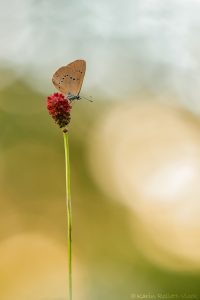 Phengaris nausithous / Dunkler Wiesenknopf-Ameisenbläuling / Dusky large blue