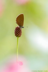 Phengaris nausithous / Dunkler Wiesenknopf-Ameisenbläuling / Dusky large blue