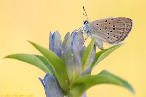 Phengaris rebeli / Kreuzenzian-Ameisenbläuling / Mountain alcon blue