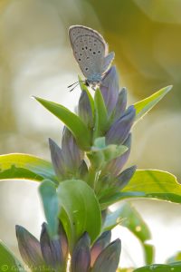 Phengaris rebeli / Kreuzenzian-Ameisenbläuling / Mountain alcon blue