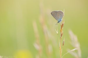 Phengaris rebeli / Kreuzenzian-Ameisenbläuling / Mountain alcon blue