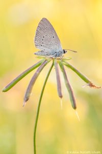 Phengaris teleius / Heller Wiesenknopf-Ameisenbläuling / Scarce large blue