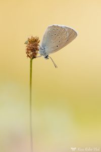 Phengaris teleius / Heller Wiesenknopf-Ameisenbläuling / Scarce large blue