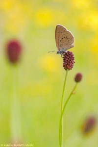 Phengaris teleius / Heller Wiesenknopf-Ameisenbläuling / Scarce large blue