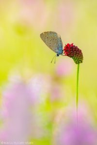 Phengaris teleius / Heller Wiesenknopf-Ameisenbläuling / Scarce large blue