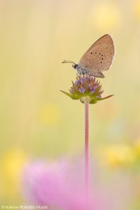 Phengaris teleius / Heller Wiesenknopf-Ameisenbläuling / Scarce large blue