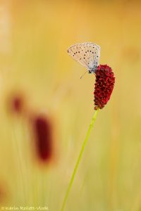 Phengaris teleius / Heller Wiesenknopf-Ameisenbläuling / Scarce large blue