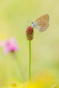 Phengaris teleius / Heller Wiesenknopf-Ameisenbläuling / Scarce large blue