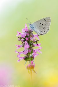 Phengaris teleius / Heller Wiesenknopf-Ameisenbläuling / Scarce large blue