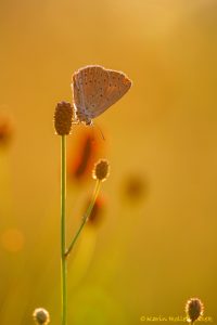 Phengaris teleius / Heller Wiesenknopf-Ameisenbläuling / Scarce large blue