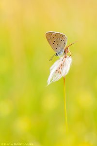 Phengaris teleius / Heller Wiesenknopf-Ameisenbläuling / Scarce large blue