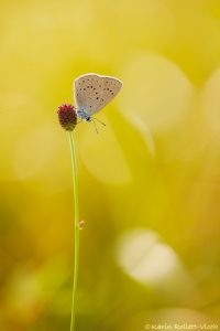 Phengaris teleius / Heller Wiesenknopf-Ameisenbläuling / Scarce large blue