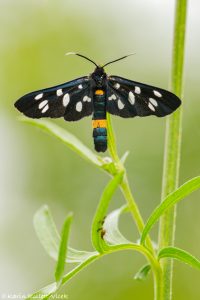 Amata phegea / Weißfleckwidderchen / Nine-spotted moth