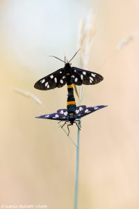 Amata phegea / Weißfleckwidderchen / Nine-spotted moth