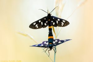 Amata phegea / Weißfleckwidderchen / Nine-spotted moth