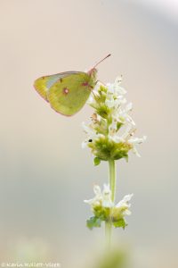 Colias phicomone / Alpen-Gelbling / mountain clouded yellow