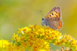 Lycaena phlaeas / Kleiner Feuerfalter / Small copper