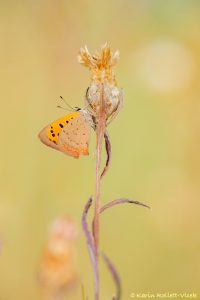 Lycaena phlaeas / Kleiner Feuerfalter / Small copper