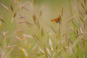 Lycaena phlaeas / Kleiner Feuerfalter / Small copper