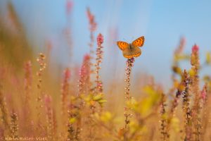 Lycaena phlaeas / Kleiner Feuerfalter / Small copper