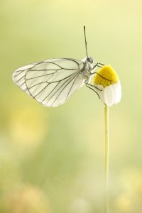 Aporia crataegi / Baum-Weißling / Black-veined white