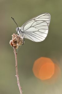 Aporia crataegi / Baum-Weißling / Black-veined white