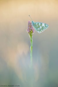 Pontia edusa / Resedafalter / Eastern bath white