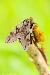 Sphinx pinastri / Kiefernschwärmer / Pine hawkmoth