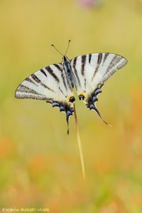 Iphiclides podalirius / Segelfalter / Scarce swallowtail