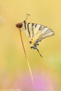 Iphiclides podalirius / Segelfalter / Scarce swallowtail