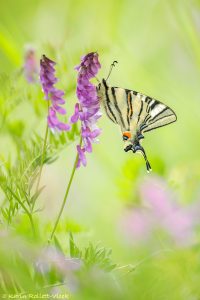 Iphiclides podalirius / Segelfalter / Scarce swallowtail