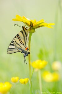 Iphiclides podalirius / Segelfalter / Scarce swallowtail