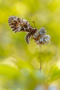 Zerynthia polyxena / Osterluzeifalter / Southern festoon