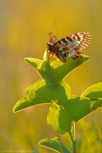 Zerynthia polyxena / Osterluzeifalter / Southern festoon