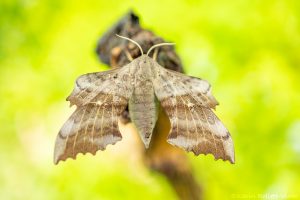 Laothoe populi / Pappelschwärmer / Poplar hawkmoth