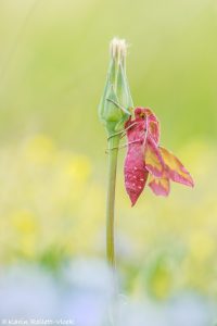 Deilephila porcellus / Kleiner Weinschwärmer / Smallelephant hawk-moth