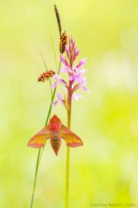 Deilephila porcellus / Kleiner Weinschwärmer / Smallelephant hawk-moth