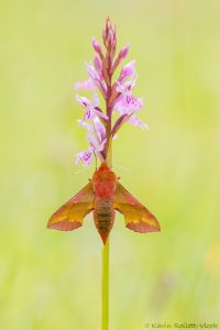 Deilephila porcellus / Kleiner Weinschwärmer / Smallelephant hawk-moth