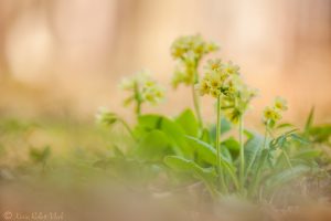 Primula veris / Echte Primel