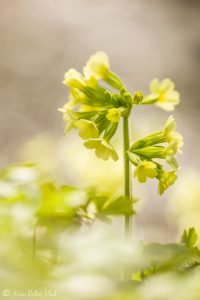 Primula veris / Echte Primel