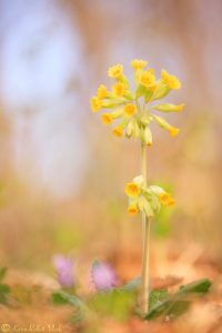 Primula veris / Echte Primel