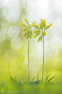 Primula veris / Echte Primel